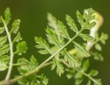 Pedicularis kuznetzovii