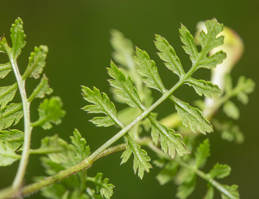 Изображение особи Pedicularis kuznetzovii.