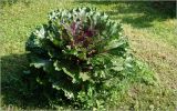 Brassica oleracea разновидность viridis. Развивающееся растение. Московская обл., Раменский р-н, окр. дер. Хрипань, садовый участок. 18.08.2026.