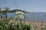 Ligusticum scoticum. Верхушки побегов с соцветиями. Приморье, о. Шкота, коса, каменистый берег моря. 27.06.2026.