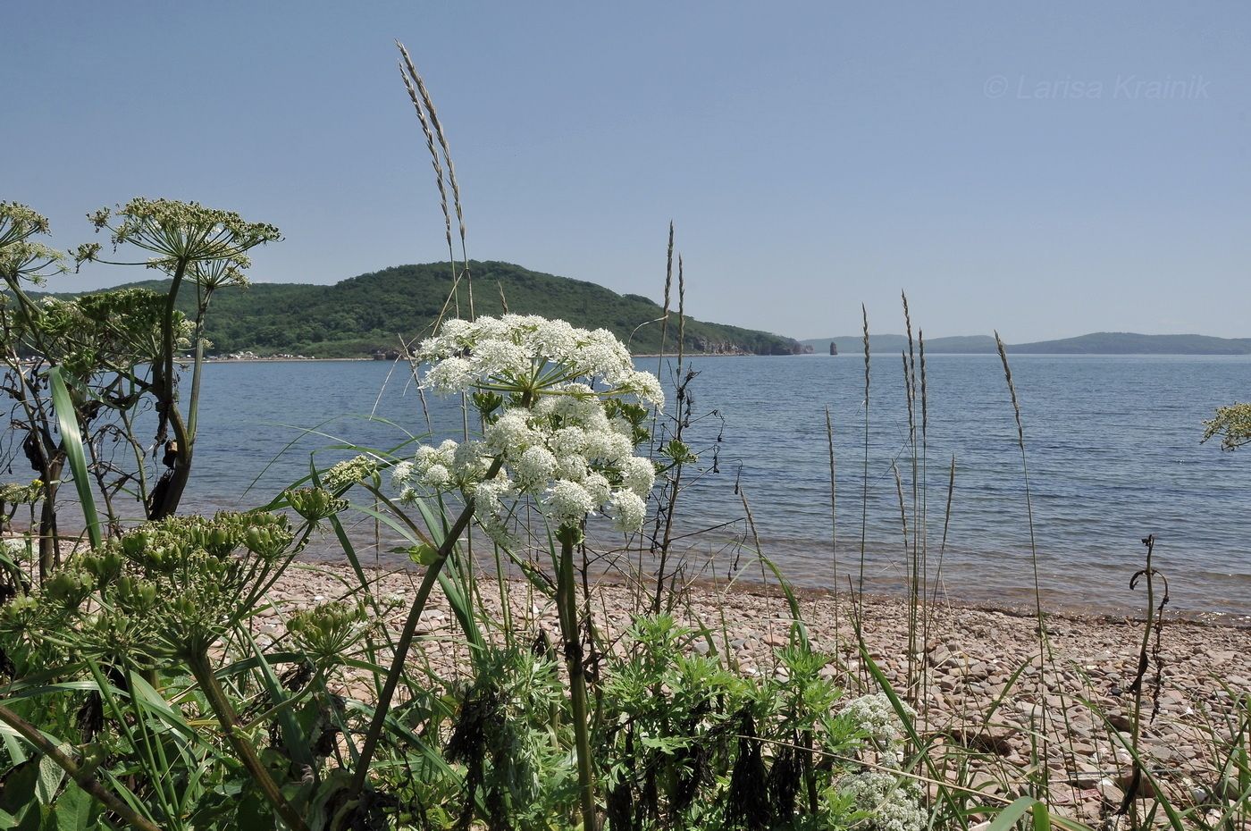 Image of Ligusticum scoticum specimen.