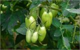 Lycopersicon esculentum. Незрелые плоды. Московская обл., Раменский р-н, окр. дер. Хрипань, садовый участок. 30.07.2026.