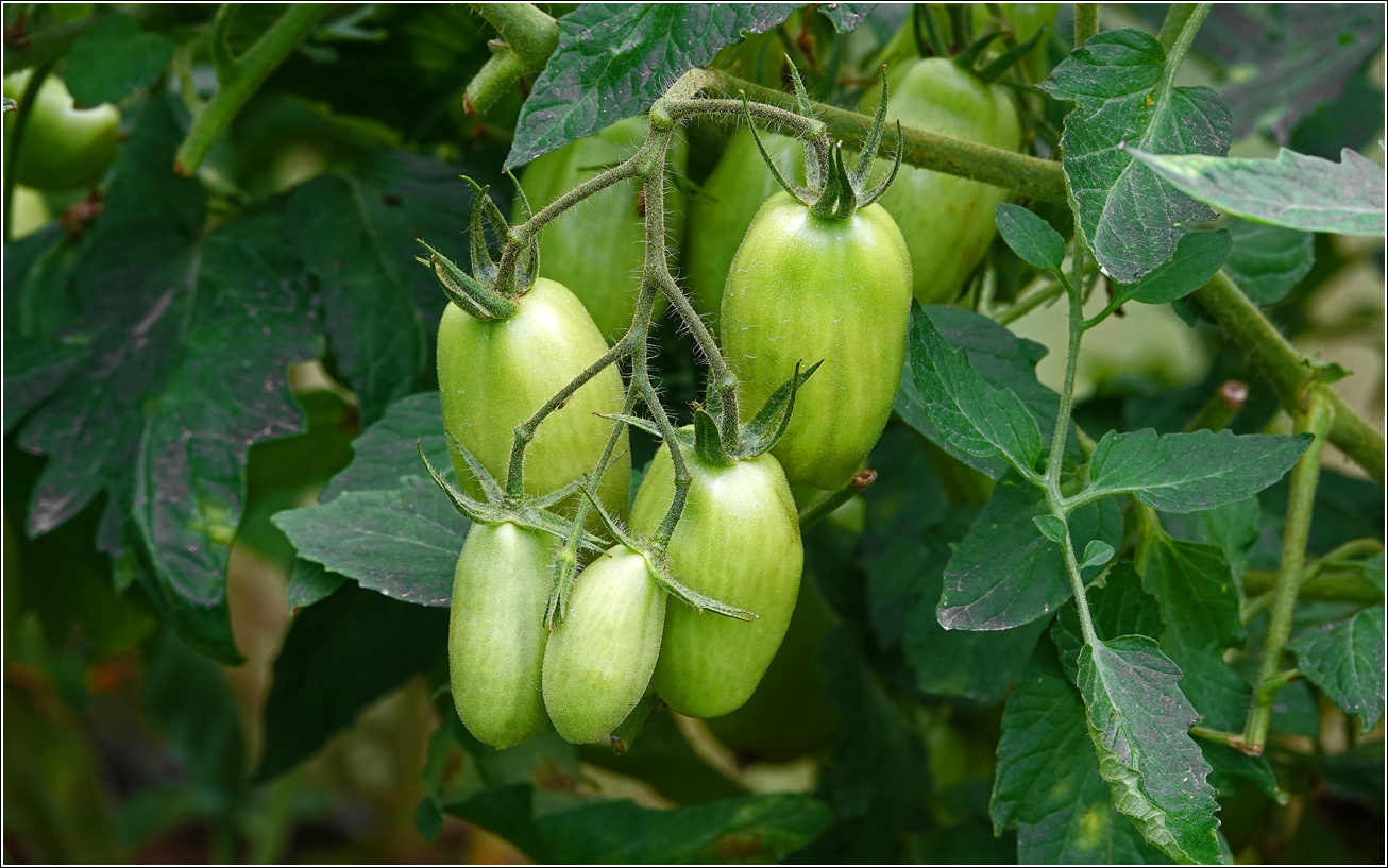 Изображение особи Lycopersicon esculentum.