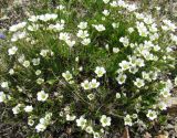 Minuartia arctica. Цветущее растение. Тува, хр. Обручева, р. Сынак. 12.07.2010.