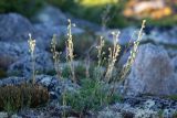 genus Artemisia. Цветущее растение среди камней (слева Cassiope redowskii). Хабаровский край, Охотский р-н, гора Кадар, 980 м н.у.м., кустарничково-лишайниковая тундра. 28.07.2026.