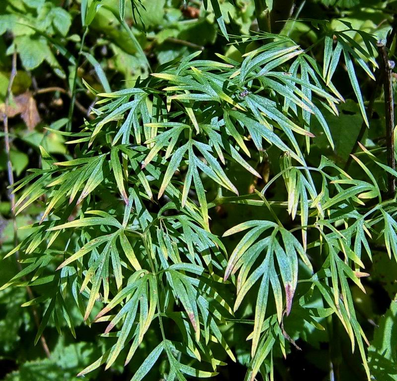 Image of Cenolophium fischeri specimen.