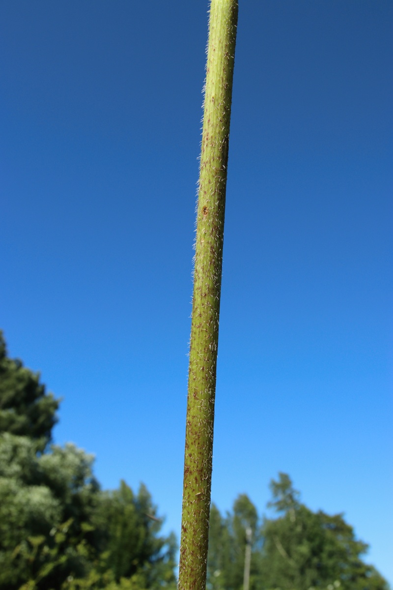 Изображение особи Chaerophyllum bulbosum.