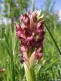 Anacamptis coriophora. Соцветие. Крым, Байдарская долина, окр. с. Кизиловое. 18.05.2010.