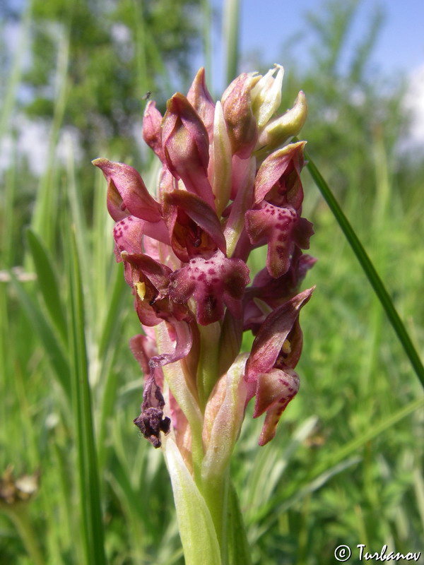 Image of Anacamptis coriophora specimen.