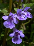 Glechoma hederacea