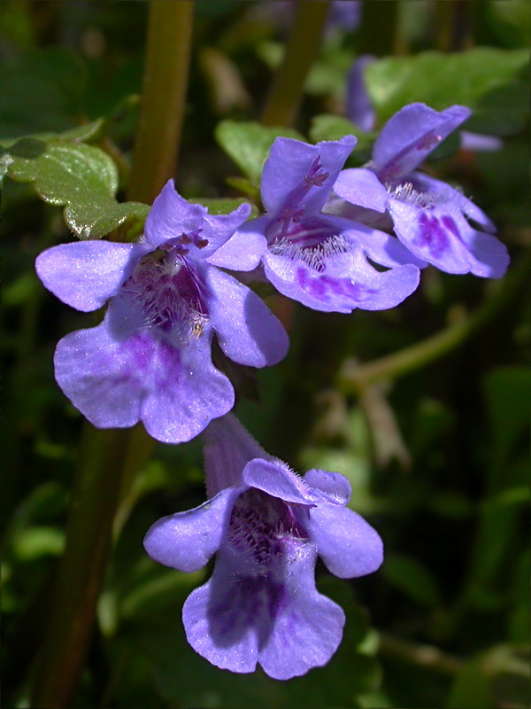 Изображение особи Glechoma hederacea.