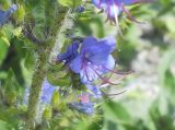 Echium vulgare