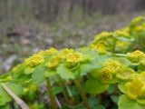 Chrysosplenium alternifolium