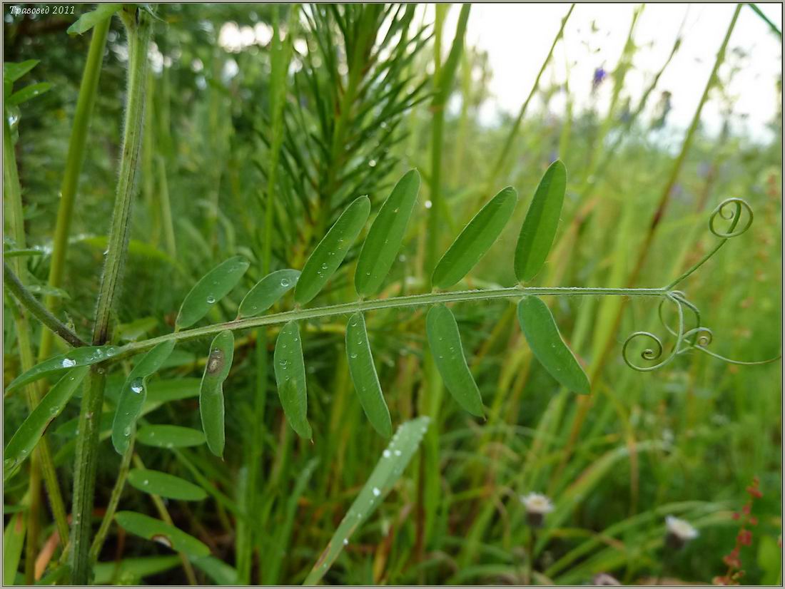 Изображение особи Vicia villosa.