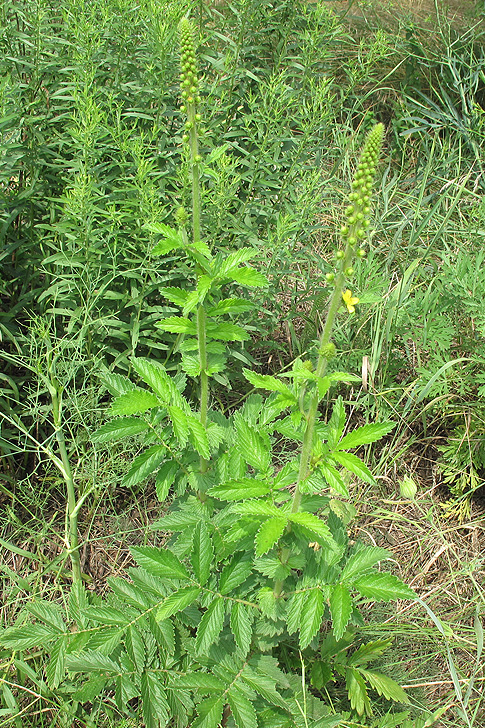 Изображение особи Agrimonia eupatoria.