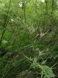 Epilobium pseudorubescens. Верхушка цветущего и плодоносящего растения. Горный Крым, окр. пос. Виноградный. 7 августа 2011 г.