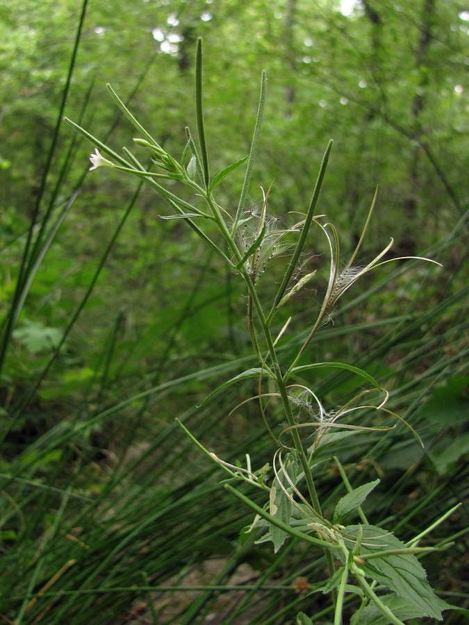 Изображение особи Epilobium pseudorubescens.