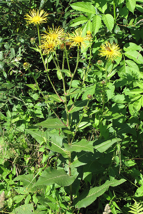 Изображение особи Inula helenium.