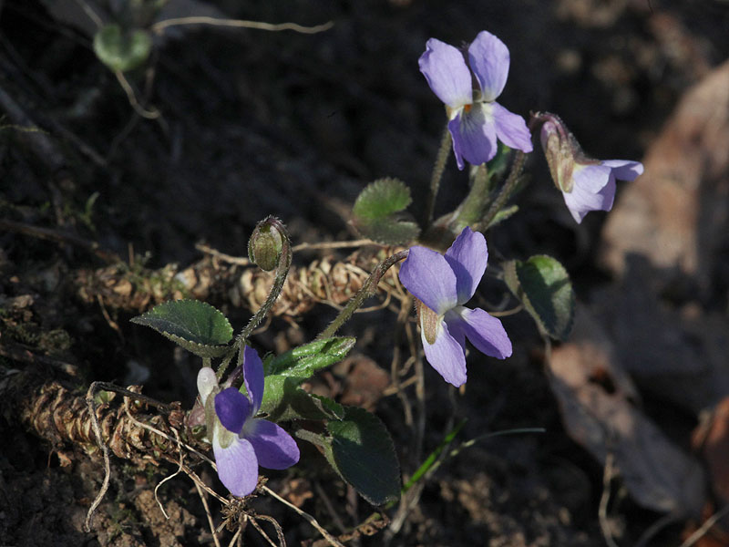 Изображение особи Viola mirabilis.