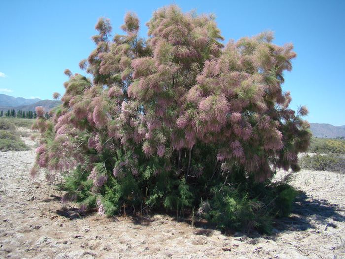 Image of Tamarix ramosissima specimen.