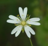 Stellaria holostea