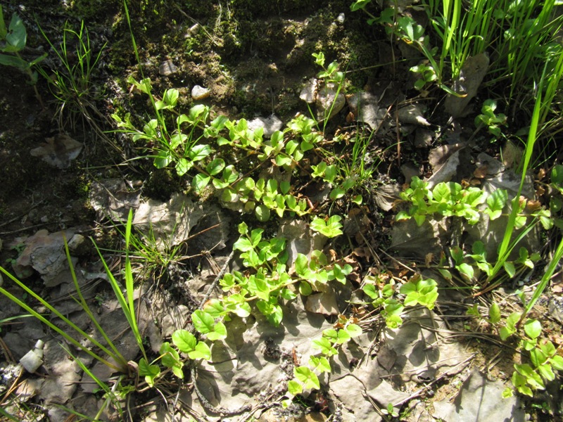 Изображение особи Lysimachia nummularia.