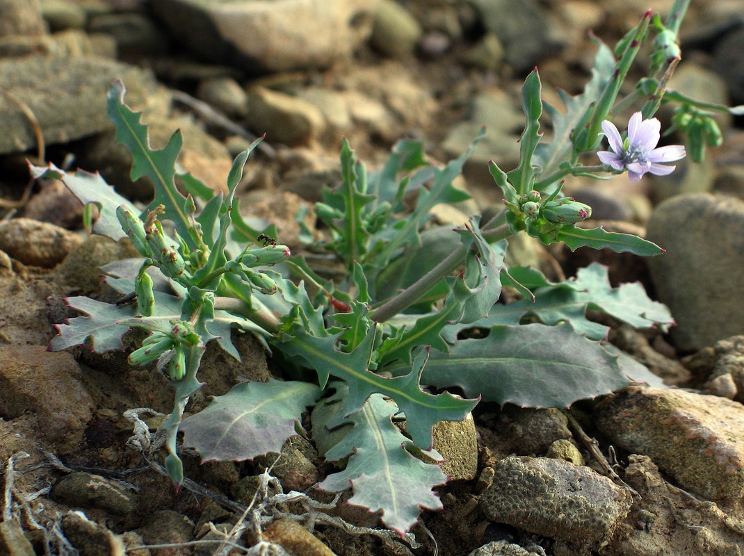 Изображение особи Lactuca undulata.