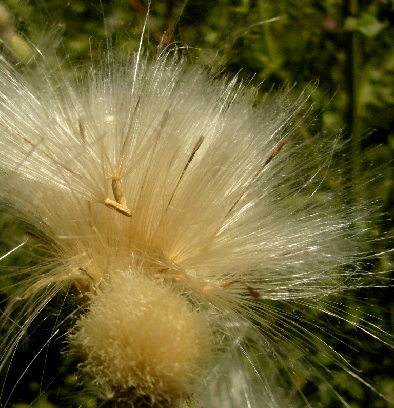 Image of Cirsium ochrolepideum specimen.