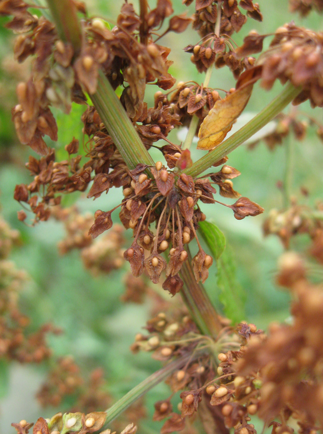 Image of Rumex sylvestris specimen.