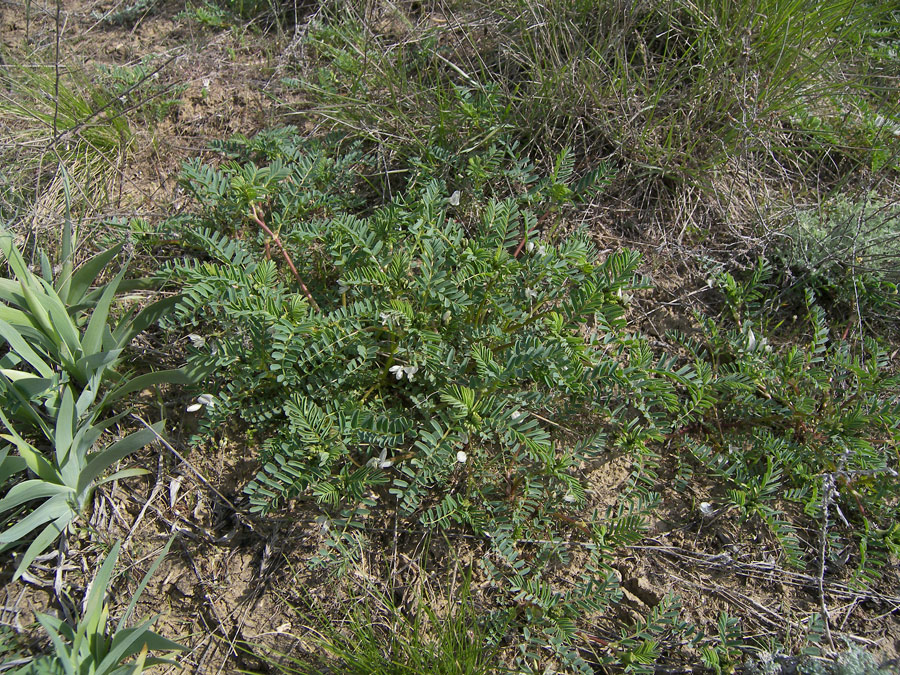 Изображение особи Astragalus guttatus.