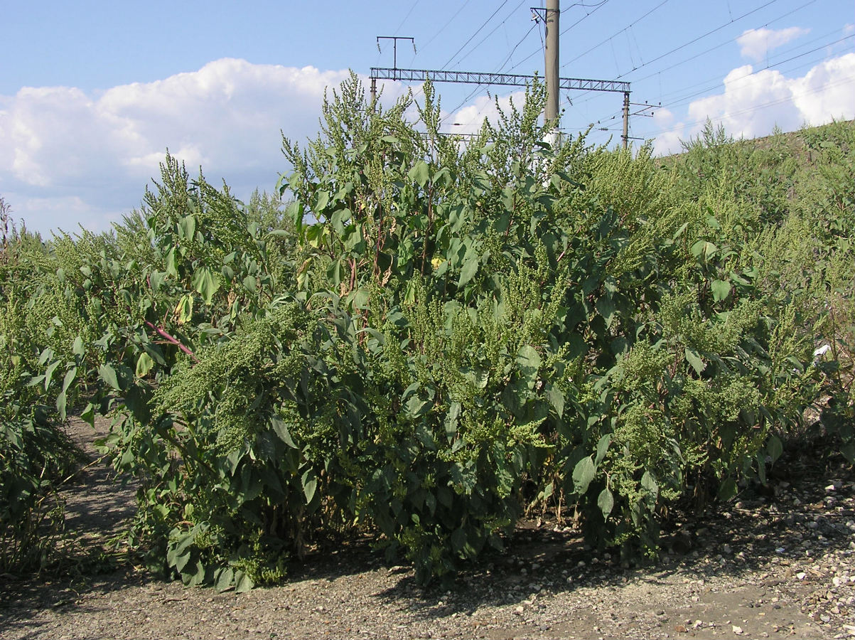 Изображение особи Cyclachaena xanthiifolia.