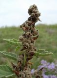 Althaea officinalis