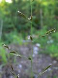 Festuca rubra