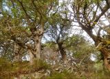 Juniperus excelsa. Группа старых деревьев. Черноморское побережье Кавказа, Новороссийск, у мыса Шесхарис. 22 декабря 2009 г.