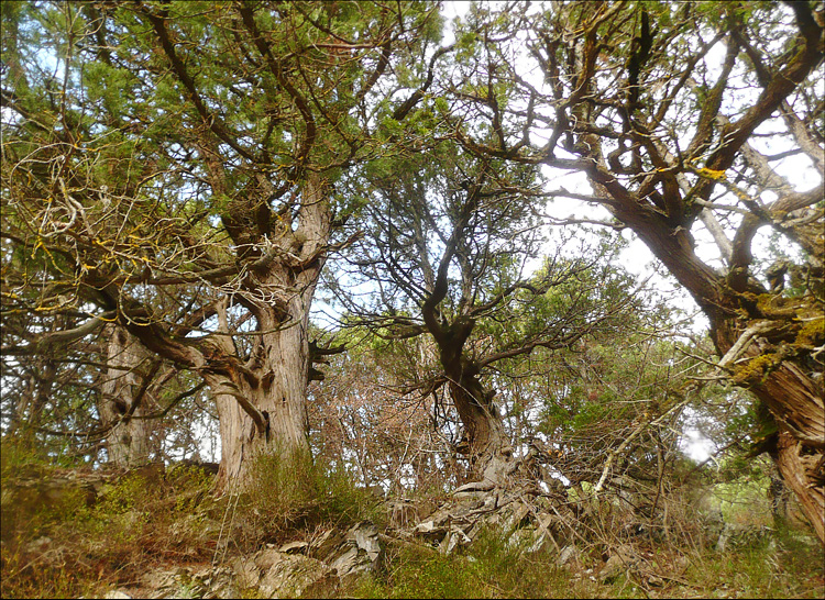 Изображение особи Juniperus excelsa.