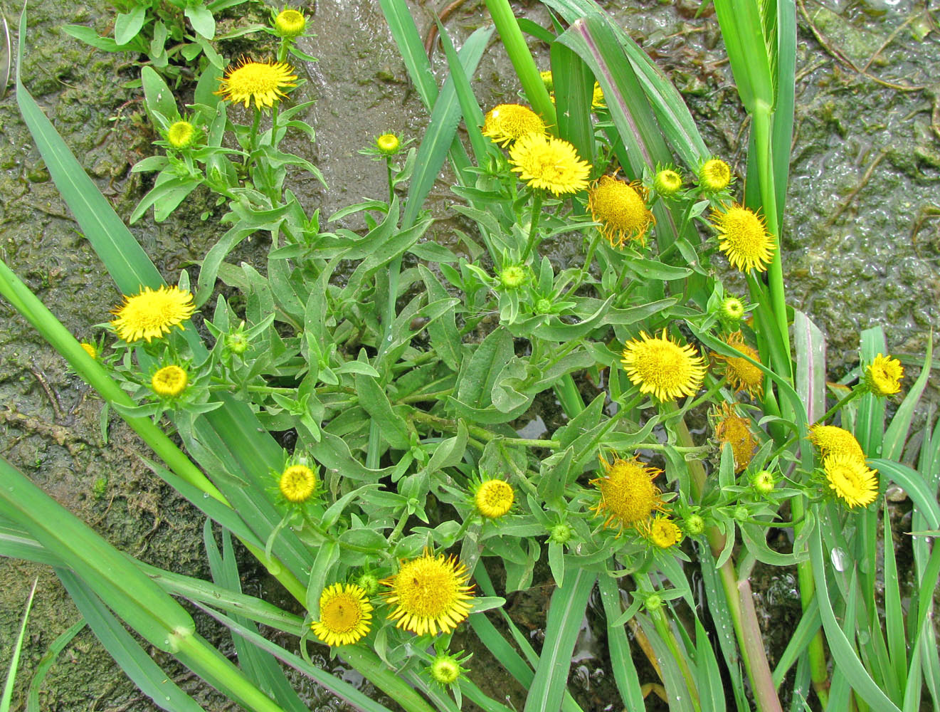 Изображение особи Inula britannica.