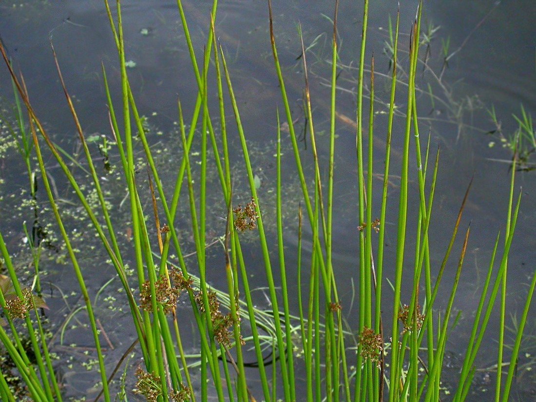 Изображение особи Juncus effusus.