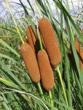 Typha tichomirovii