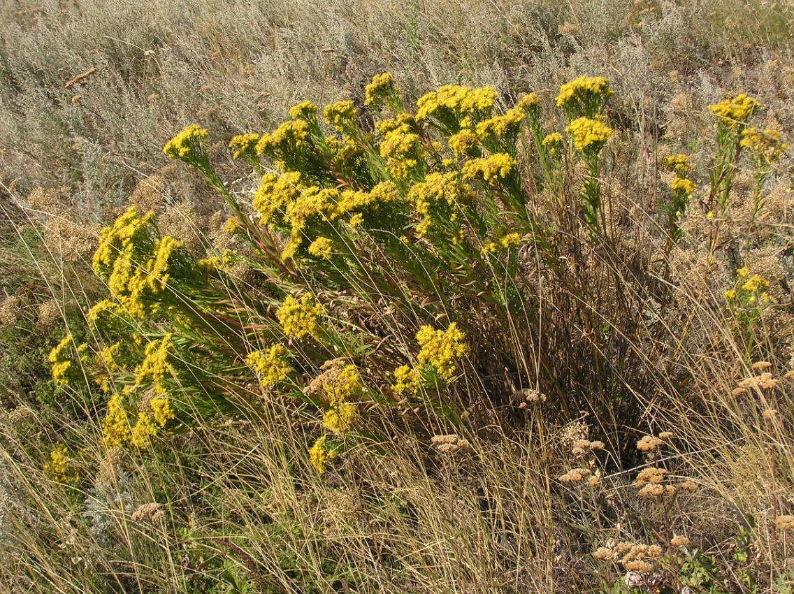 Image of Galatella biflora specimen.