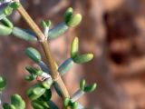 Tetraena dumosa