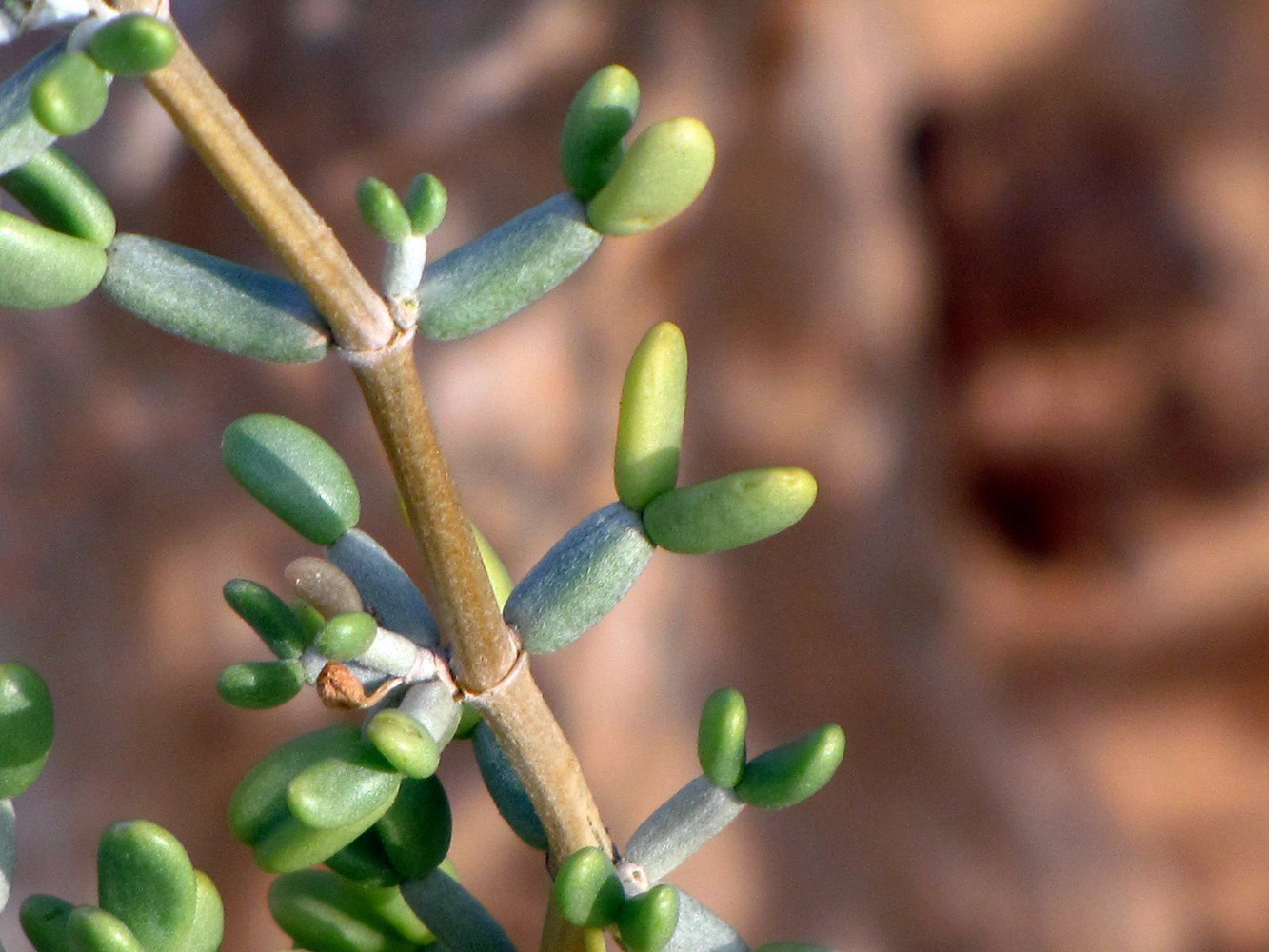 Image of Tetraena dumosa specimen.