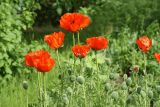Papaver setiferum. Верхушки побегов с цветками и бутонами. Московская обл., дачный участок. 02.06.2007.