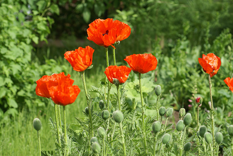 Изображение особи Papaver setiferum.