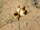 Carex physodes