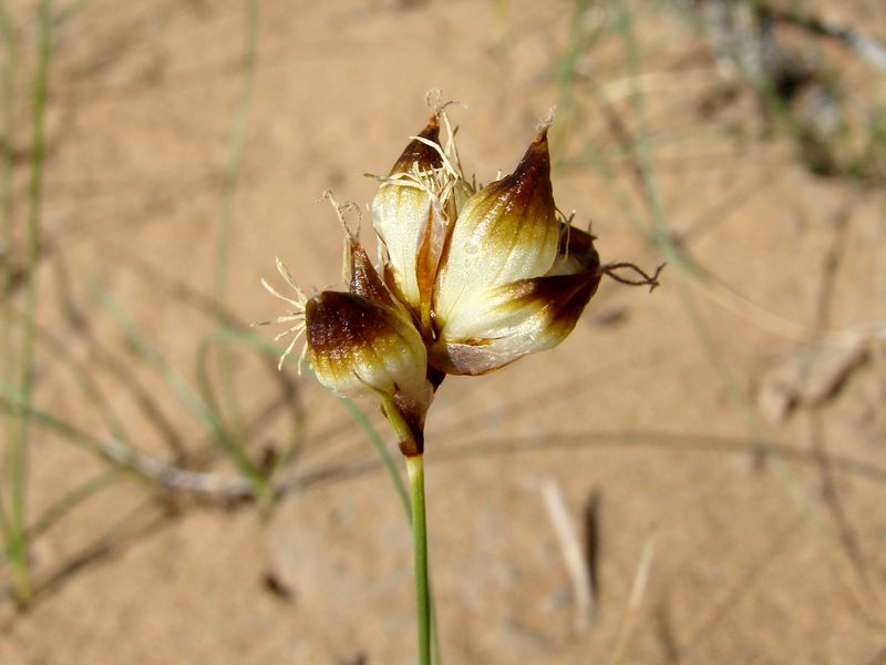 Изображение особи Carex physodes.