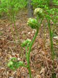 Pteridium pinetorum