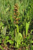 Dactylorhiza viridis