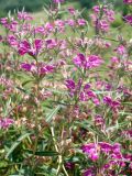 Phlomis pungens