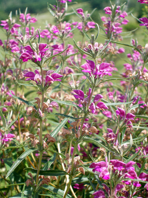 Image of Phlomis pungens specimen.
