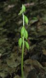 Corallorhiza trifida. Соплодие с незрелыми плодами. Крым, Долгоруковская яйла, буковый лес. 11 июня 2012 г.